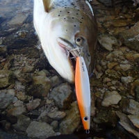 Westin Salty Lures